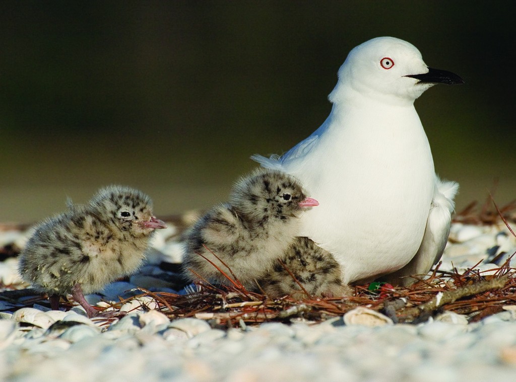 Black-billed Gull and Chicks