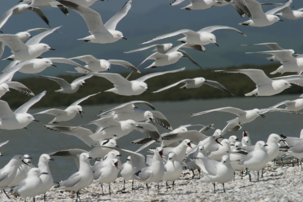 Black Billed Gull Pukorokoro Miranda Migration Threatened Species NZ Bird