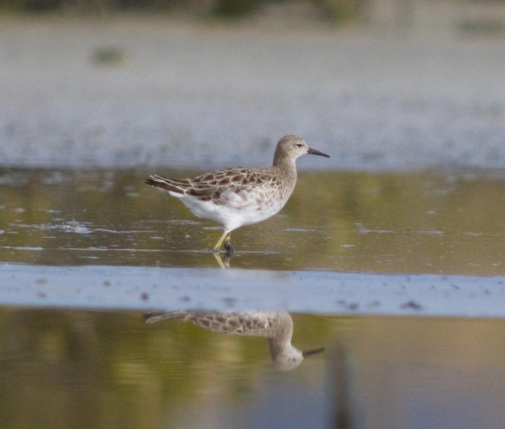 In 2005 the Ruff at Miranda did not stay for long. Photo Brian Chudleigh