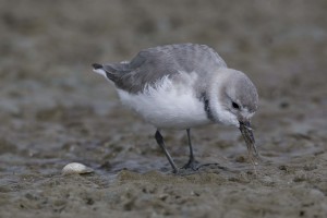 Wrybill feeding Miranda 07-09-08_1959