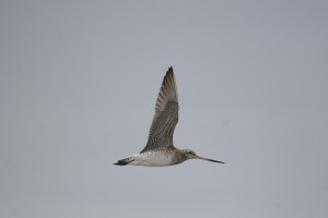 Godwit in flight 