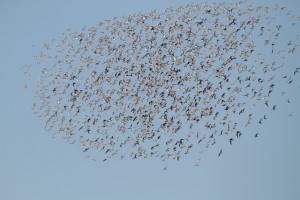 Mixed flock in flight