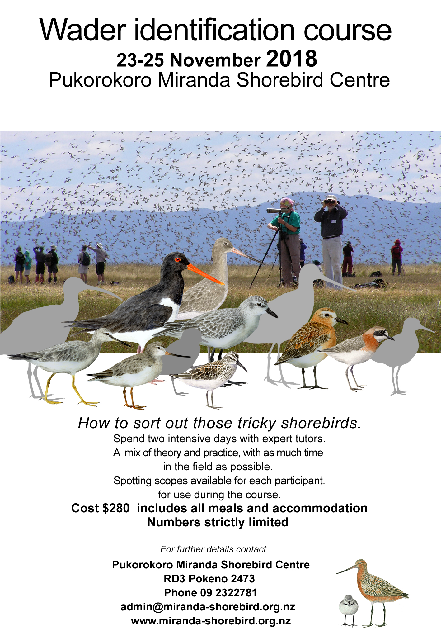 Shore Bird Identification Chart