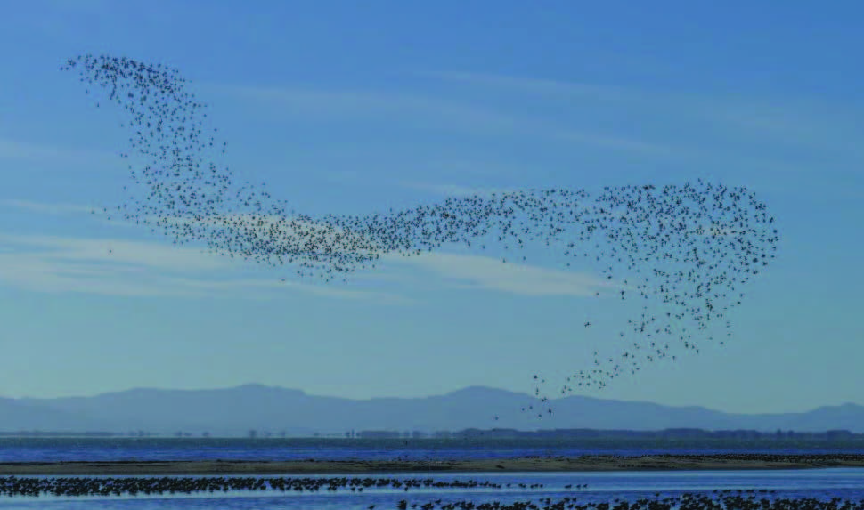 A flock of Wrybill flying in the formation that looks similar to the shape of a flung scarf. Shellbank is below and Coromandel Range behind.
