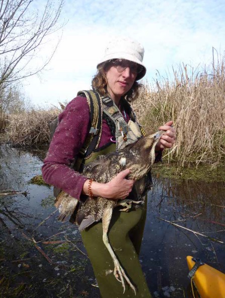 A FINE ROMANCE: Researcher Emma Williams with one of the bitterns who have stolen her heart. Photo / Emma Williams