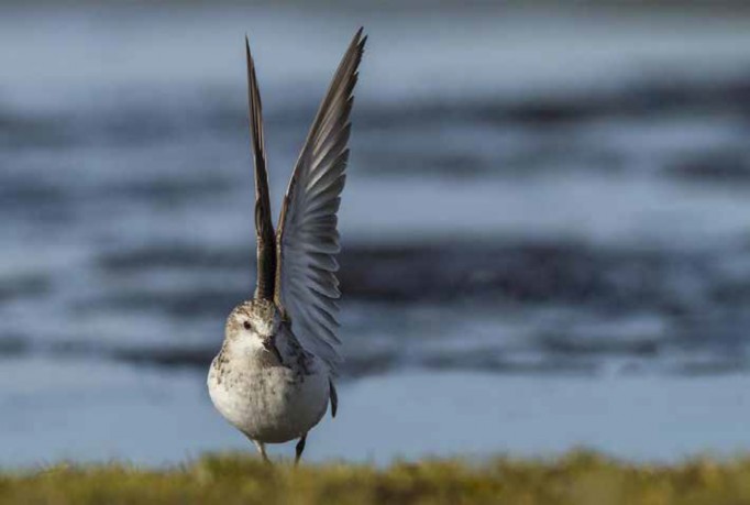 SHOWING OFF: A Red-necked Stint demonstrates that it may be small but it still has the wingpower to fly from one end of the world to the other. Photo / Glenda Rees