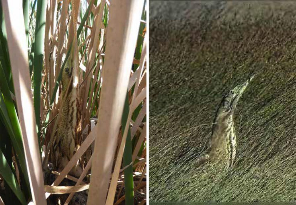 HARD TO FIND: Bitterns are difficult to research because they are masters of disguise. Photos / Emma Williams