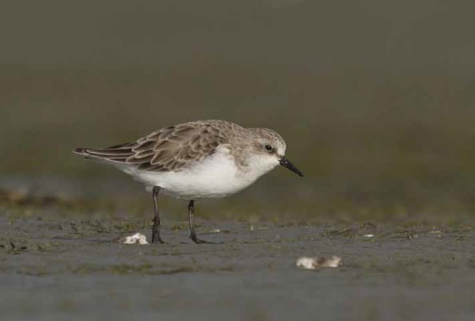 DINING OUT: A Red-necked Stint heads out across the mudflats looking for small invertebrates to eat. Photo / Glenda Rees 
