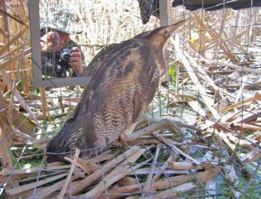 CAUGHT: A bittern caught in a cage trap has to put up with the attentions of the paparazzi. Photo / Emma Williams