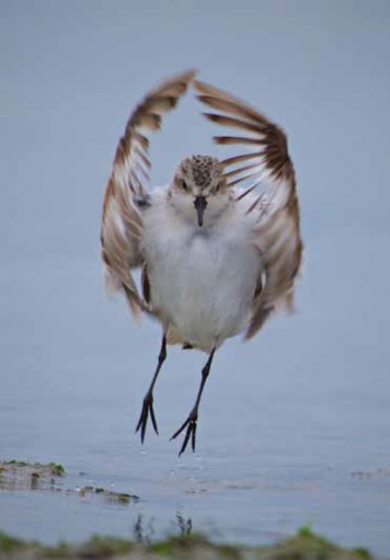 AERIAL BALLET: A male Red-necked Stint performs his breeding display. Photo / David Jenkins