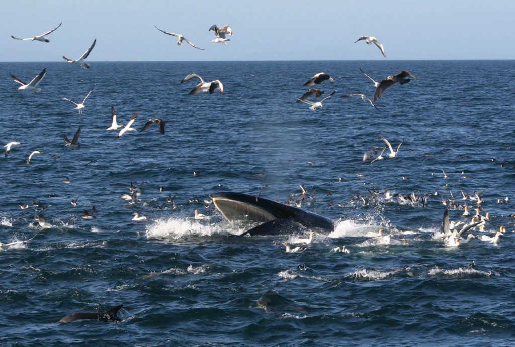 SYMBOL OF HOPE: Measures to safeguard the Gulf’s resident Bryde’s Whales are a rare success. Photo / Stephanie Behrens, Auckland University