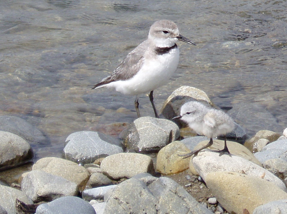 This image has an empty alt attribute; its file name is Wrybill-and-chick.jpg